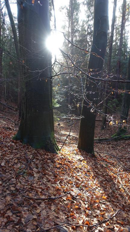 Cafe Landart Im Thueringer Finistere Plaue (Thuringia) Exterior foto